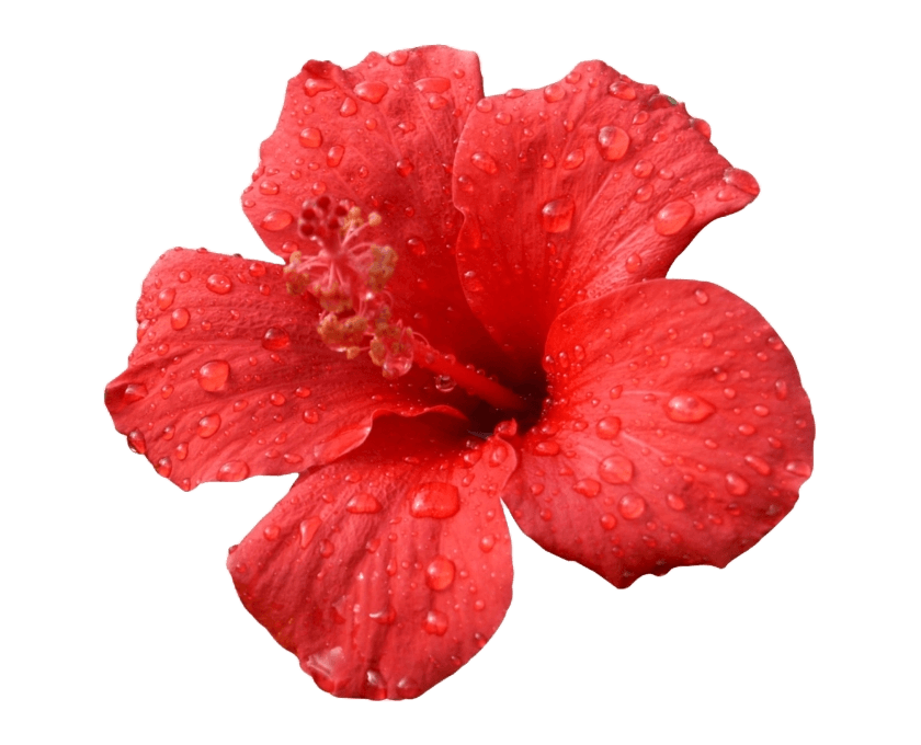 hibiscus-flower-png-4.png__PID:621d9ee3-f7ab-4cbb-83c4-4ebdc6fe8de9